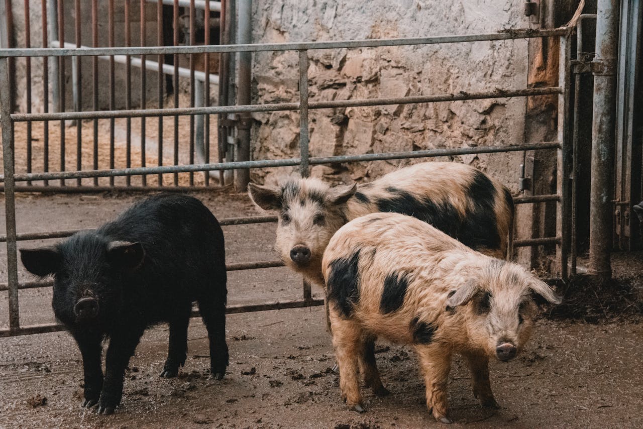 Three adorable pigs in a pen on a Swiss farm, capturing rustic charm and agricultural life.