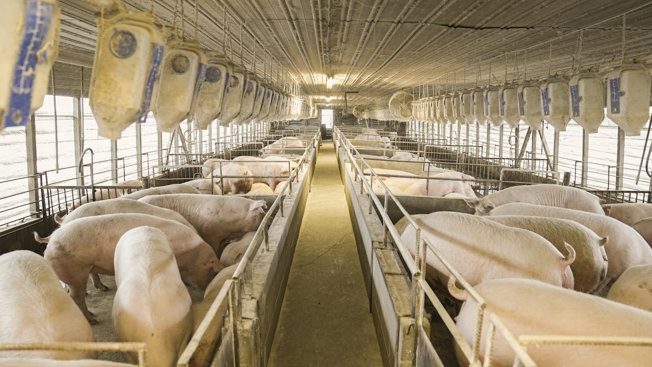 Interior view of a pig farming facility in North Carolina showing pigs in pens.
