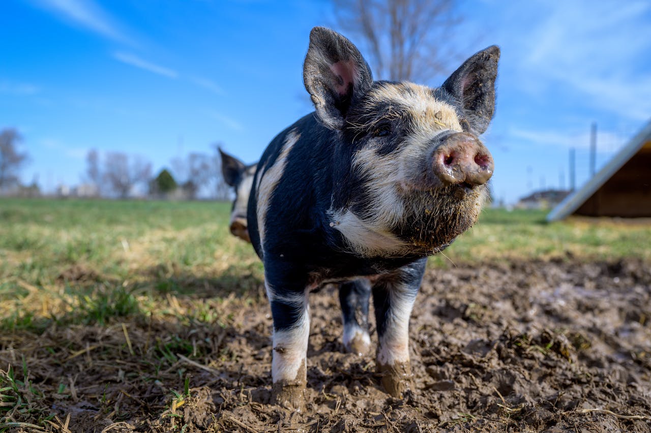 A kunekune pig stands in mud under a blue sky on the farm, enjoying the outdoors.